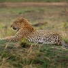 Levhart skvrnity - Panthera pardus - Leopard o8653